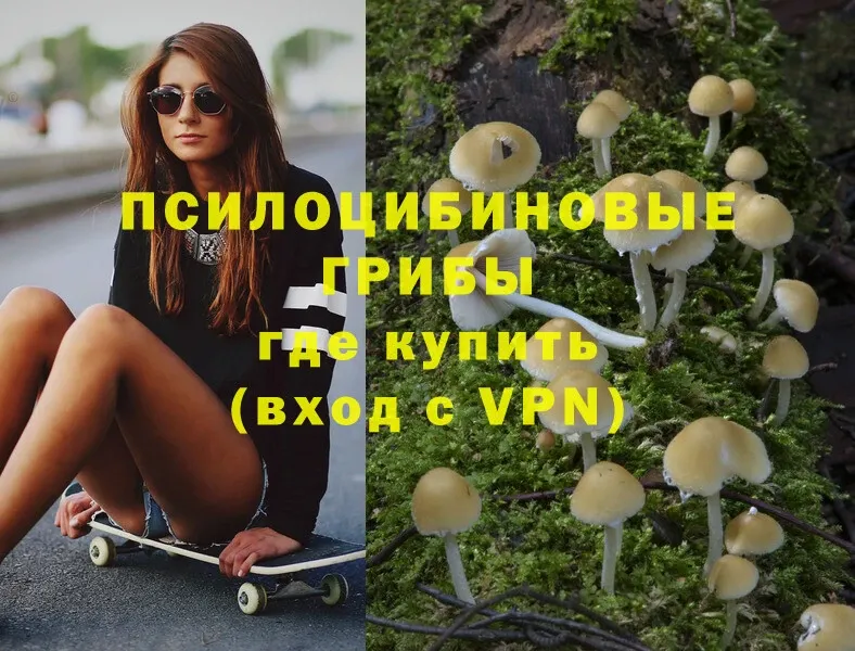 купить наркоту  Суоярви  Галлюциногенные грибы Psilocybe 